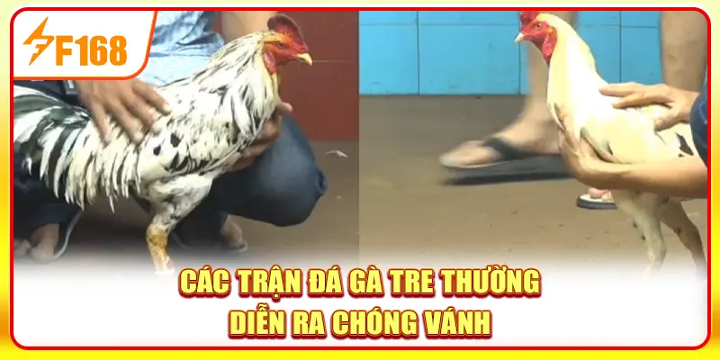 Đá Gà Tre - 4 Bí Ẩn Sau Những Trận Chiến Nhỏ Nhưng Bén 3 Các trận đá gà tre thường diễn ra chóng vánh