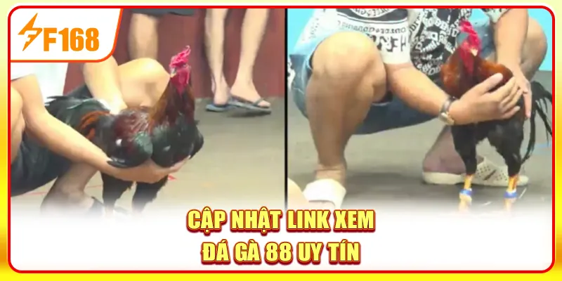 Đá Gà 88 - Trang Xem Đá Gà Trực Tiếp Full HD Mượt Mà 2 Cập nhật link xem đá gà 88 uy tín