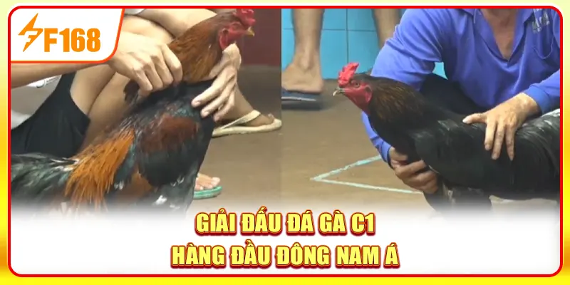 Trải Nghiệm Đá Gà C1 - Giải Đấu Đỉnh Cao Top 1 Đông Nam Á 2 Giải đấu đá gà C1 hàng đầu Đông Nam Á