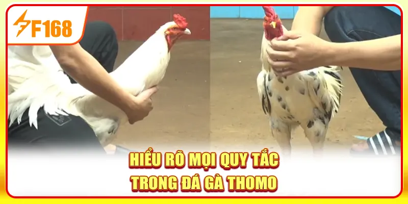 Đá Gà Thomo - Sân Chơi Quy Tụ Những Trận Đấu Nảy Lửa 3 Hiểu rõ mọi quy tắc trong đá gà Thomo