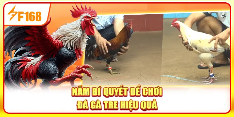 Đá Gà Tre - 4 Bí Ẩn Sau Những Trận Chiến Nhỏ Nhưng Bén 4 Nắm bí quyết để chơi đá gà tre hiệu quả