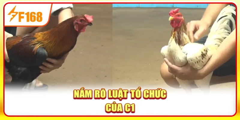 Trải Nghiệm Đá Gà C1 - Giải Đấu Đỉnh Cao Top 1 Đông Nam Á 3 Nắm rõ luật tổ chức của C1