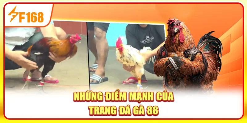 Đá Gà 88 - Trang Xem Đá Gà Trực Tiếp Full HD Mượt Mà 3 Những điểm mạnh của trang đá gà 88