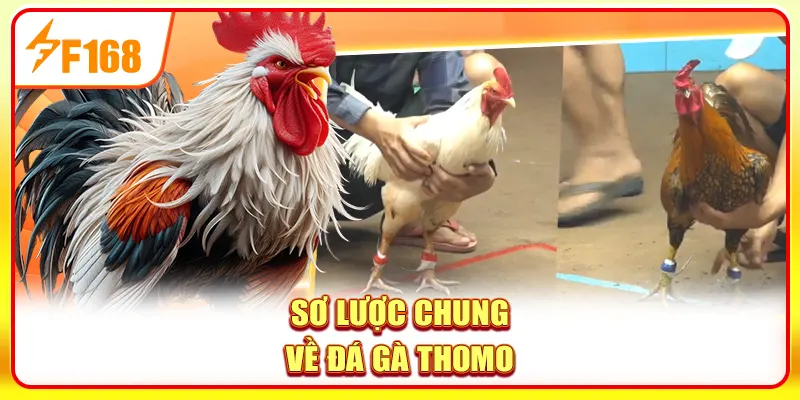 Đá Gà Thomo - Sân Chơi Quy Tụ Những Trận Đấu Nảy Lửa 2 Sơ lược chung về đá gà Thomo
