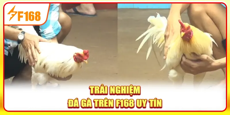 Đá Gà Thomo - Sân Chơi Quy Tụ Những Trận Đấu Nảy Lửa 4 Trải nghiệm đá gà trên F168 uy tín